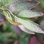 Thalictrum flavum Leaf