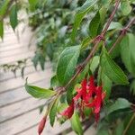 Fuchsia regia पत्ता