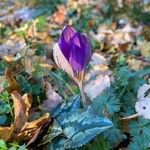 Crocus imperati പുഷ്പം