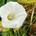 Convolvulus sepium Fleur