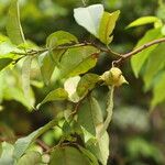 Sclerocroton cornutus Φρούτο