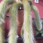 Cleistocactus winteri Leht