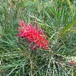 Grevillea banksii फूल