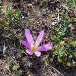 Colchicum montanum 花