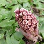 Petasites albusBlomma