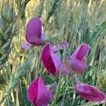 Lathyrus tuberosusFlower