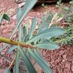 Euphorbia nicaeensis Hostoa