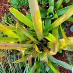 Aechmea blanchetiana Leaf