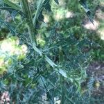 Cirsium texanum Fulla