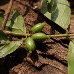 Cremaspora triflora Fruit