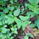 Oxalis latifoliaFulla