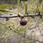 Rhamnus lycioides Ffrwyth