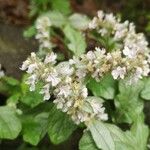 Ajuga nipponensis Flower