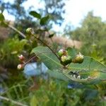 Syzygium lecardii Habitat