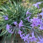Tulbaghia simmleri Hoja