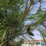 Pinus roxburghii Fleur