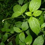 Morus celtidifolia Blatt