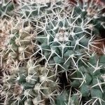 Mammillaria winterae Leaf