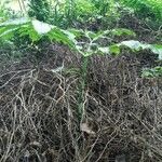 Amorphophallus paeoniifolius 葉