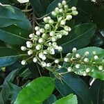 Prunus lusitanica Flor