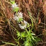 Monarda pectinata Virág