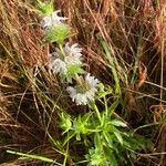 Monarda pectinata Flower