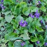 Viola odorata 葉