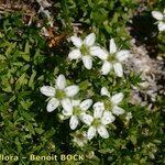 Minuartia rupestris Other