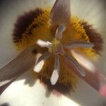 Calochortus bruneaunis Fiore