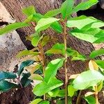 Acokanthera oblongifolia Φύλλο
