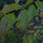 Cornus officinalis Hoja