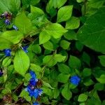 Ceratostigma plumbaginoides Natur