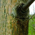 Fraxinus latifolia Bark