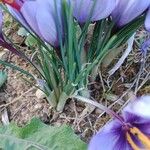 Crocus sativus برگ