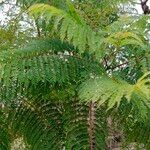 Leucaena leucocephalaFolha