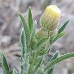 Erigeron schimperi Flower