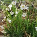 Moehringia ciliata Flower