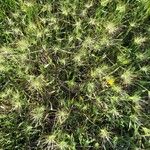 Aegilops geniculata Flor