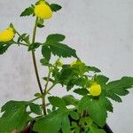 Calceolaria tripartita Hábito