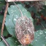 Physalis alkekengi Fruit