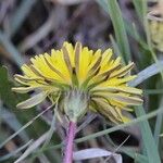 Taraxacum palustreFlower