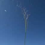 Stipa capillata Celota