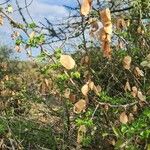 Senegalia mellifera Fruit