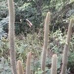 Cleistocactus baumannii Hábito
