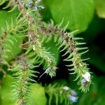 Echium vulgare Pokrój