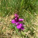 Dactylorhiza majalisÕis