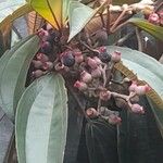 Miconia mirabilis Fruit