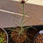 Tragopogon angustifolius 花