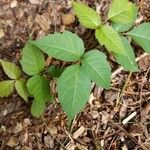 Toxicodendron radicans Ліст