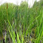 Typha angustifolia 葉